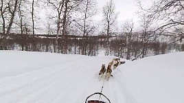 Fast downhill dog sledding