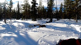 Dogs resting during lunch break