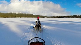 Dogsledding in snow trench