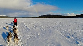 Rainbow and dogsledding