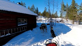 Dog team next to cabin