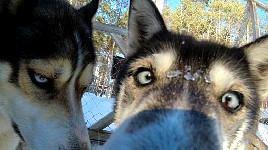 Dogs at the kennel in Jokkmokk