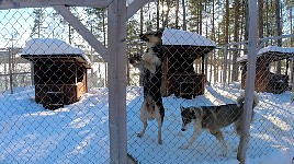 Dogs at the kennel in Jokkmokk