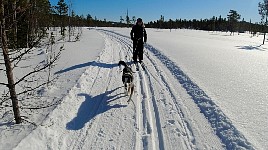 Sled dog pulling me