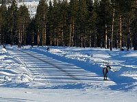 Reindeer on road