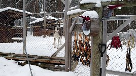 Dog staying at the kennel