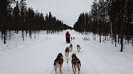 Dogsledding on wide forest path