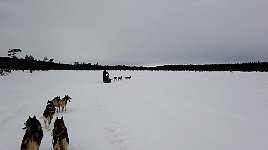 Dogsledding on lake