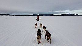 Dogsledding across a lake