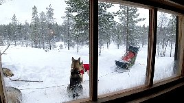 Dogs seen through Juksaure cabin window