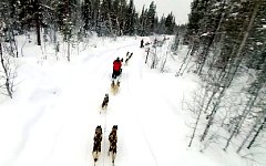 Dog sleddding seen from 3m above