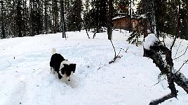 Annie destroying a tree