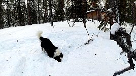 Annie destroying a tree