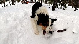 Annie brings stick