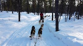 Dog sledding through the forest