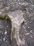Coin tree stump