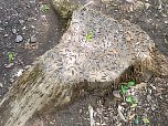 Coin tree stump