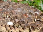 Coin tree stump