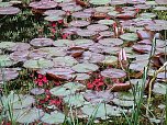 Sea roses and flower reflection