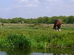 Staines Moor