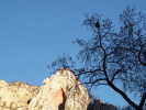 Zion NP - Porcupine relaxing in early sunlight