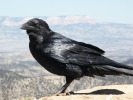 Bryce Canyon - black bird