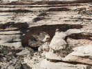 Natural Bridges - Sipapu Bridge