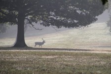 Great Windsor Park Deer Park