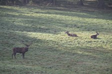 Great Windsor Park Deer Park