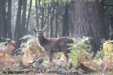 Great Windsor Park Deer Park