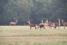 Great Windsor Park Deer Park