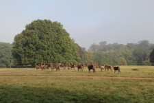 Great Windsor Park Deer Park