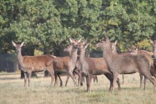 Great Windsor Park Deer Park