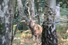 Great Windsor Park Deer Park