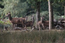 Great Windsor Park Deer Park