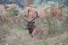 Windsor Great Park deer