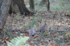 Great Windsor Park birds