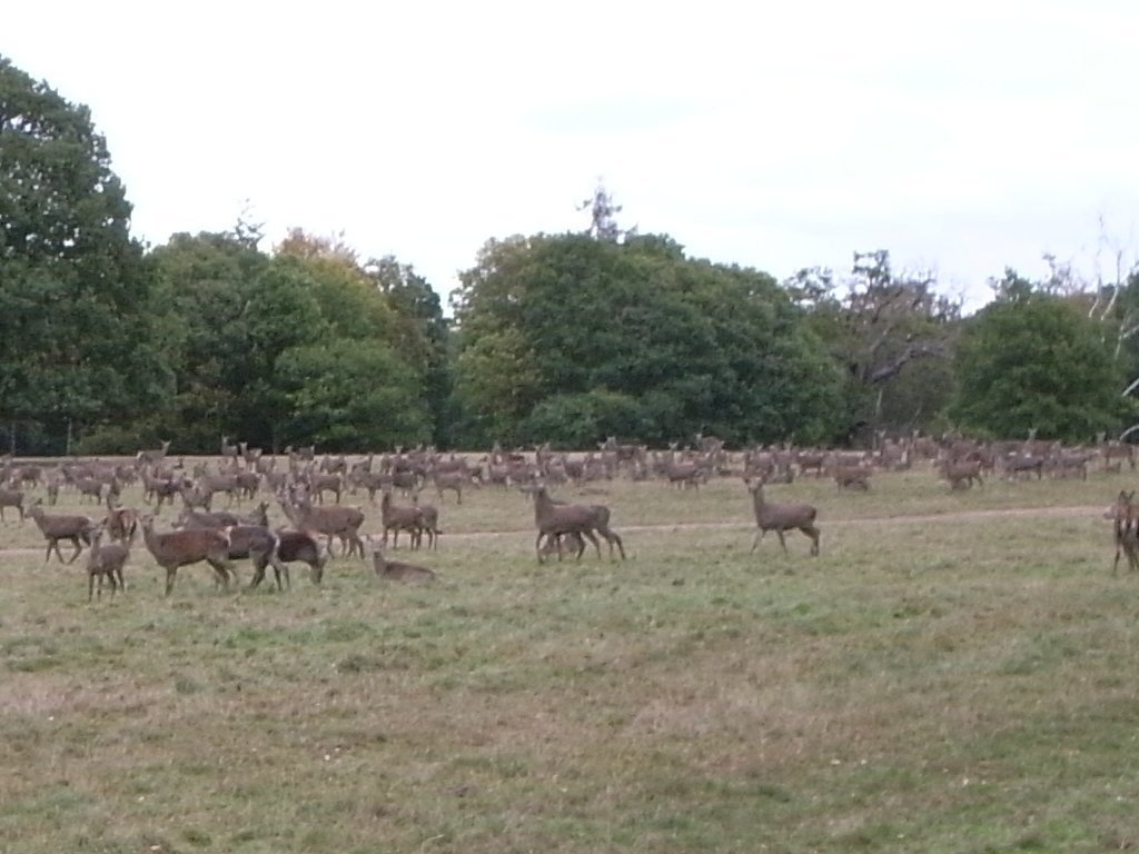 Deer in Great Windsor Park
