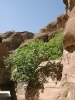 Entrance to the Siq