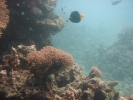 Coral Beach Observatory underwater view