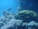 Coral Beach Observatory underwater view