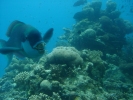 Coral Beach Observatory underwater view