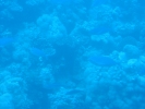 Underwater scenery