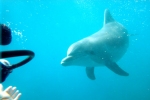 Dolphin in Red Sea