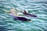 Two dolphins