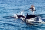 Dolphins jumping