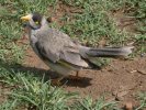 Myna bird