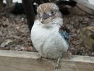 Kookaburra