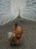 Peacock, trying to impress a chicken