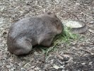 Wombat at its favourite activity